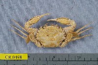 藏品(雙斑蟳)的圖片